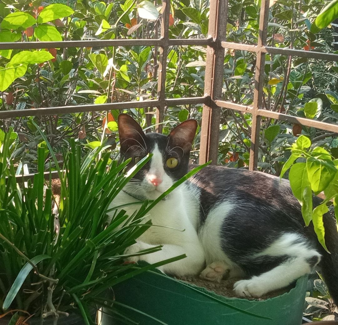 image-of-an-very-handsome-gentleman